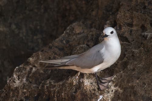Grey Noddy