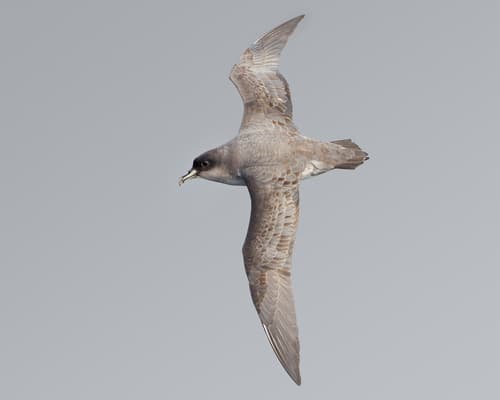 Grey Petrel