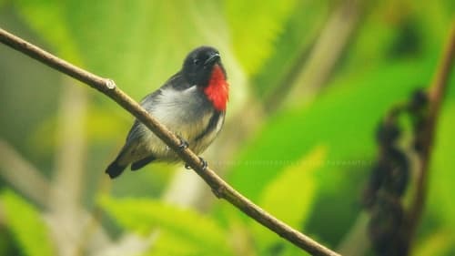 Grey-sided Flowerpecker