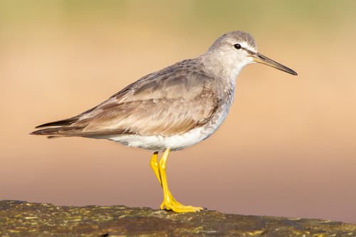 Grey-tailed Tattler
