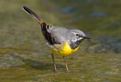 Grey Wagtail