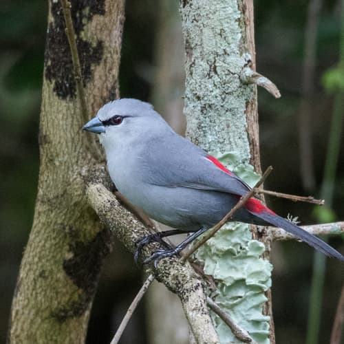 Grey Waxbill