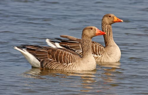 Greylag Goose