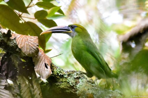 Groove-billed Toucanet