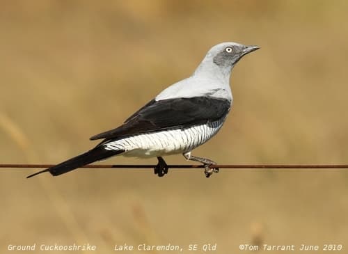 Ground Cuckooshrike