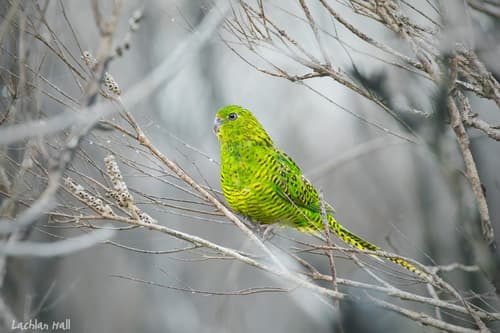 Ground Parrot