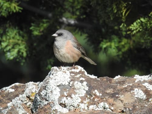 Guadalupe Junco