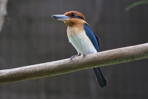 Guam Kingfisher