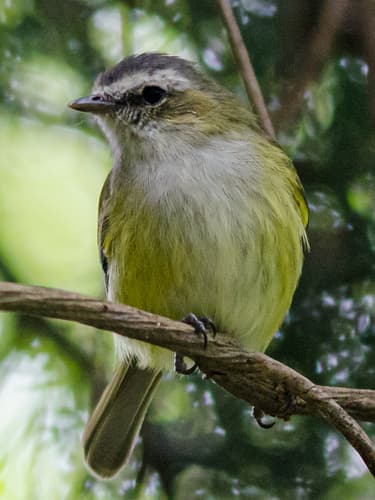 Guatemalan Tyrannulet