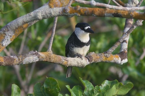 Guianan Puffbird