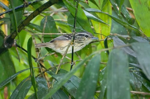 Guianan Warbling-Antbird