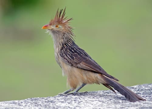 Guira Cuckoo