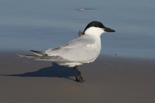Gull-billed Tern