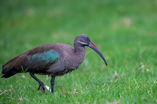 Hadada Ibis