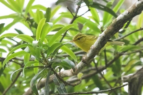 Hainan Leaf Warbler