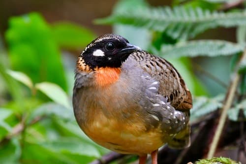Hainan Partridge