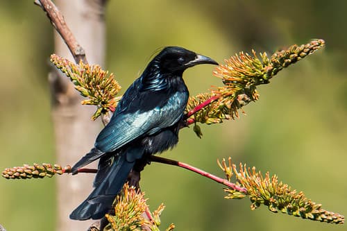 Hair-crested Drongo