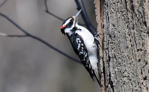 Hairy Woodpecker
