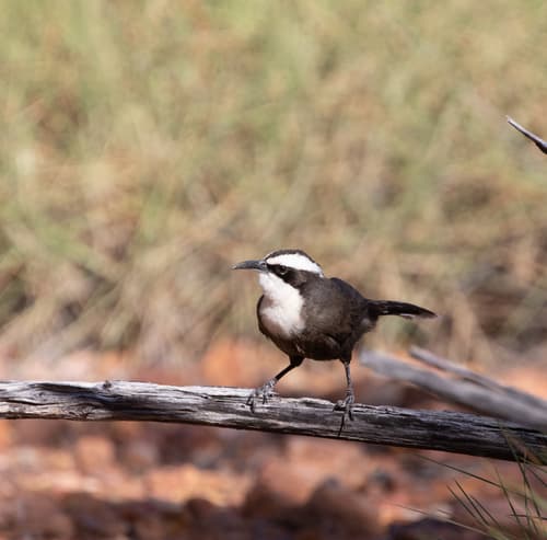 Hall's Babbler