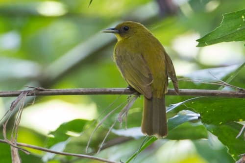 Halmahera Golden-Bulbul