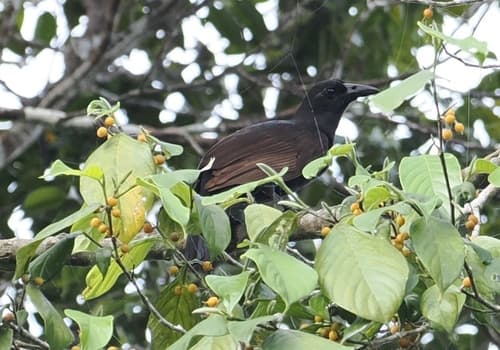Halmahera Paradise-Crow