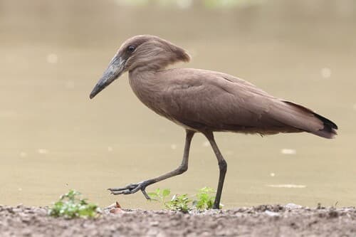 Hamerkop