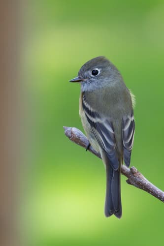 Hammond's Flycatcher