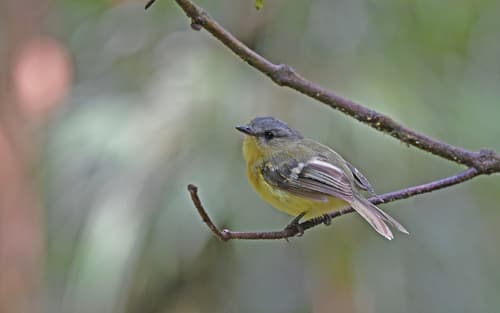 Handsome Flycatcher