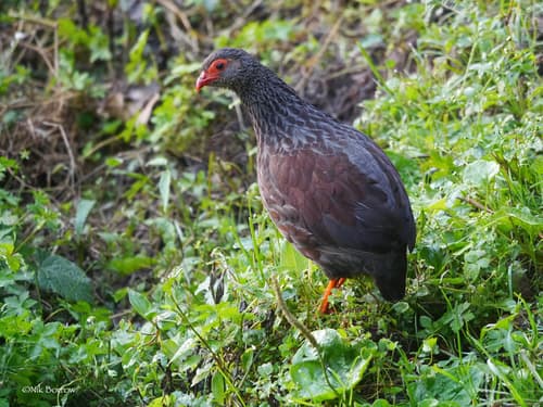Handsome Spurfowl