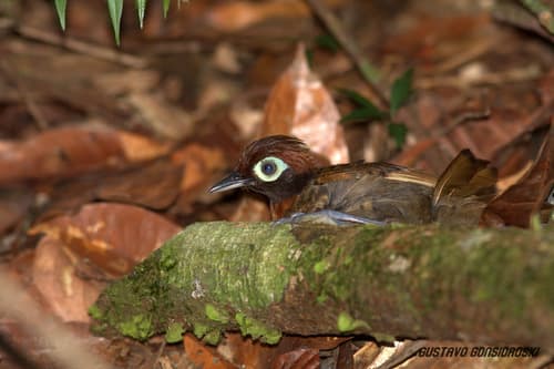 Harlequin Antbird