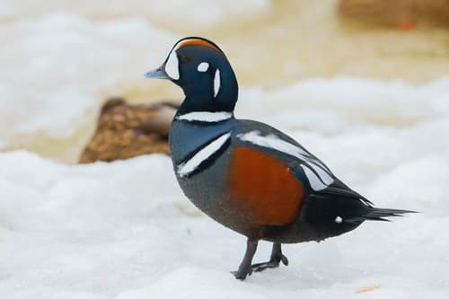 Harlequin Duck