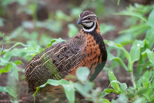 Harlequin Quail