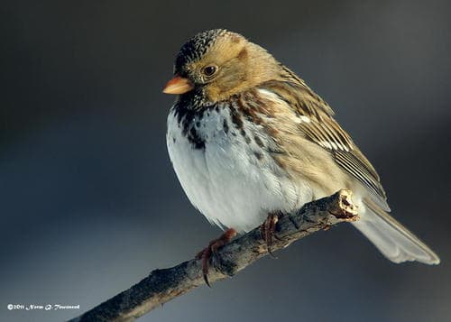 Harris's Sparrow