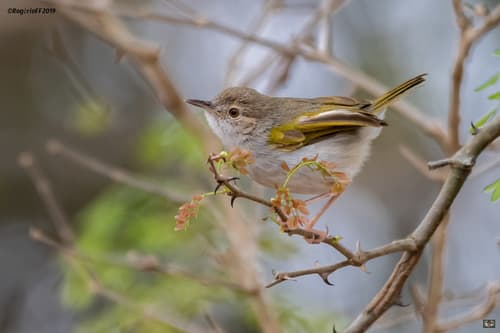 Hartert's Camaroptera