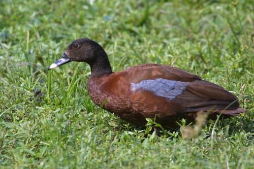 Hartlaub's Duck