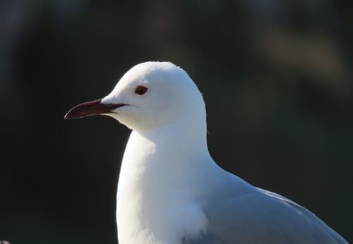 Hartlaub's Gull