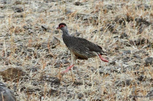 Harwood's Spurfowl