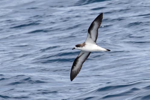 Hawaiian Petrel