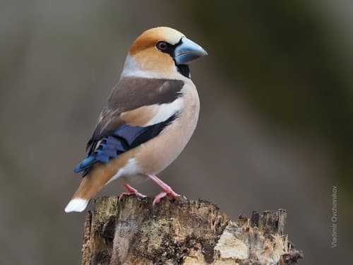Hawfinch