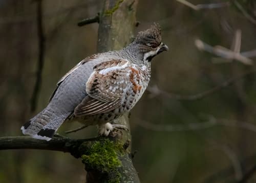 Hazel Grouse