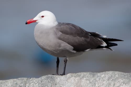 Heermann's Gull