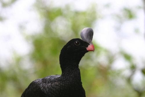 Helmeted Curassow