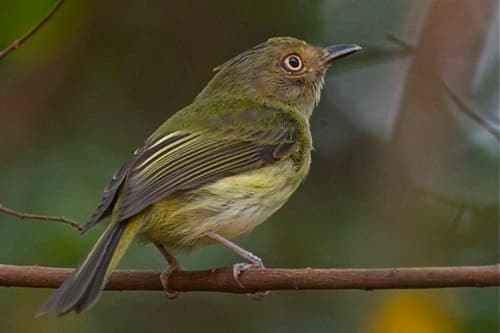 Helmeted Pygmy-Tyrant