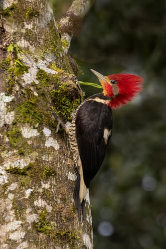 Helmeted Woodpecker