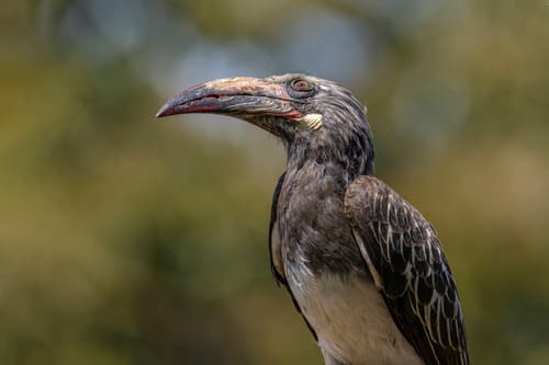 Hemprich's Hornbill