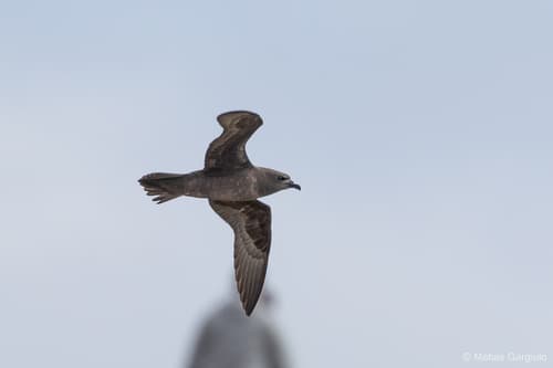 Henderson Petrel