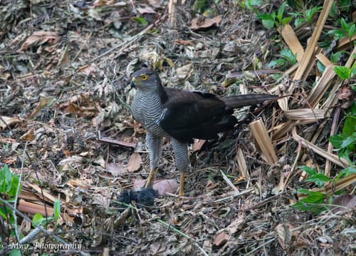Henst's Goshawk