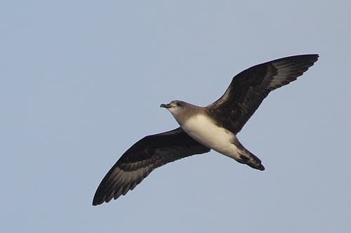 Herald Petrel