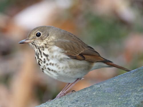 Hermit Thrush