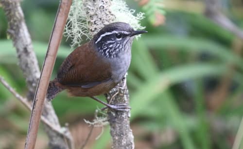 Hermit Wood-Wren